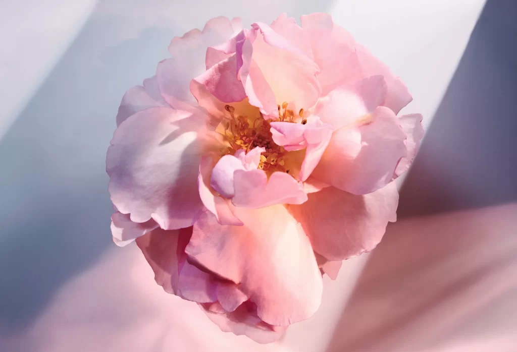 Dior J’ADORE L’OR