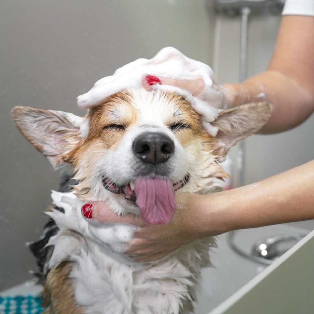 Liquid shampoo for dogs: Care for their fur naturally!