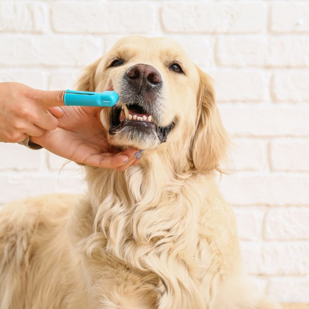 Natural Toothpaste for Dogs: Care for Their Teeth Naturally!