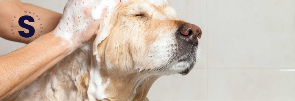 Humano bañando perro.