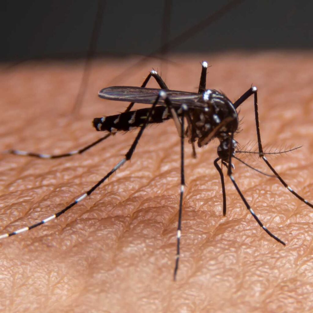 Aumento de casos de dengue en Costa Rica Cifras zonas afectadas y recomendaciones 2