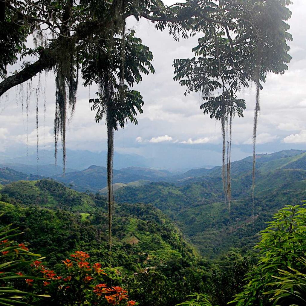 Cuidado de la piel en climas tropicales Ingredientes naturales esenciales 2