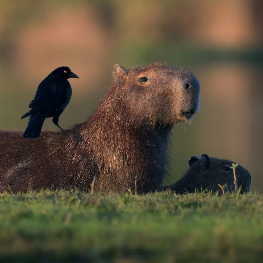Capibaras decomisadas en Costa Rica enfrentan posible eutanasia