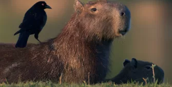 Capibaras decomisadas en Costa Rica enfrentan posible eutanasia