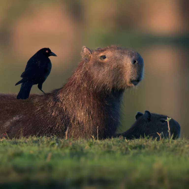 Capibaras decomisadas en Costa Rica enfrentan posible eutanasia