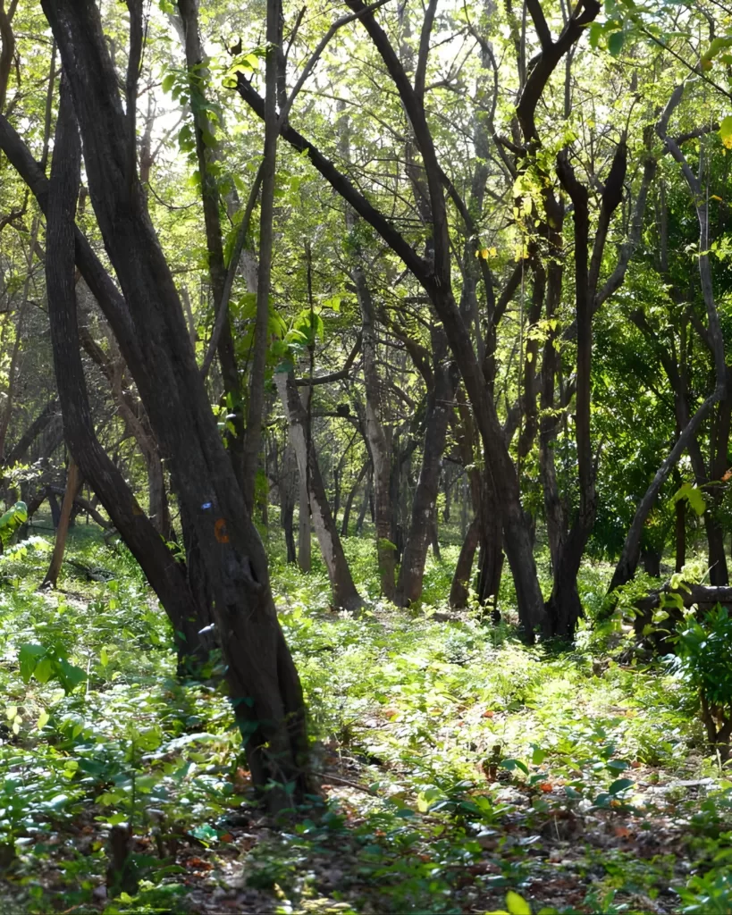 El bosque de Playa Panamá y la batalla legal que pone en jaque el modelo turístico de Guanacaste