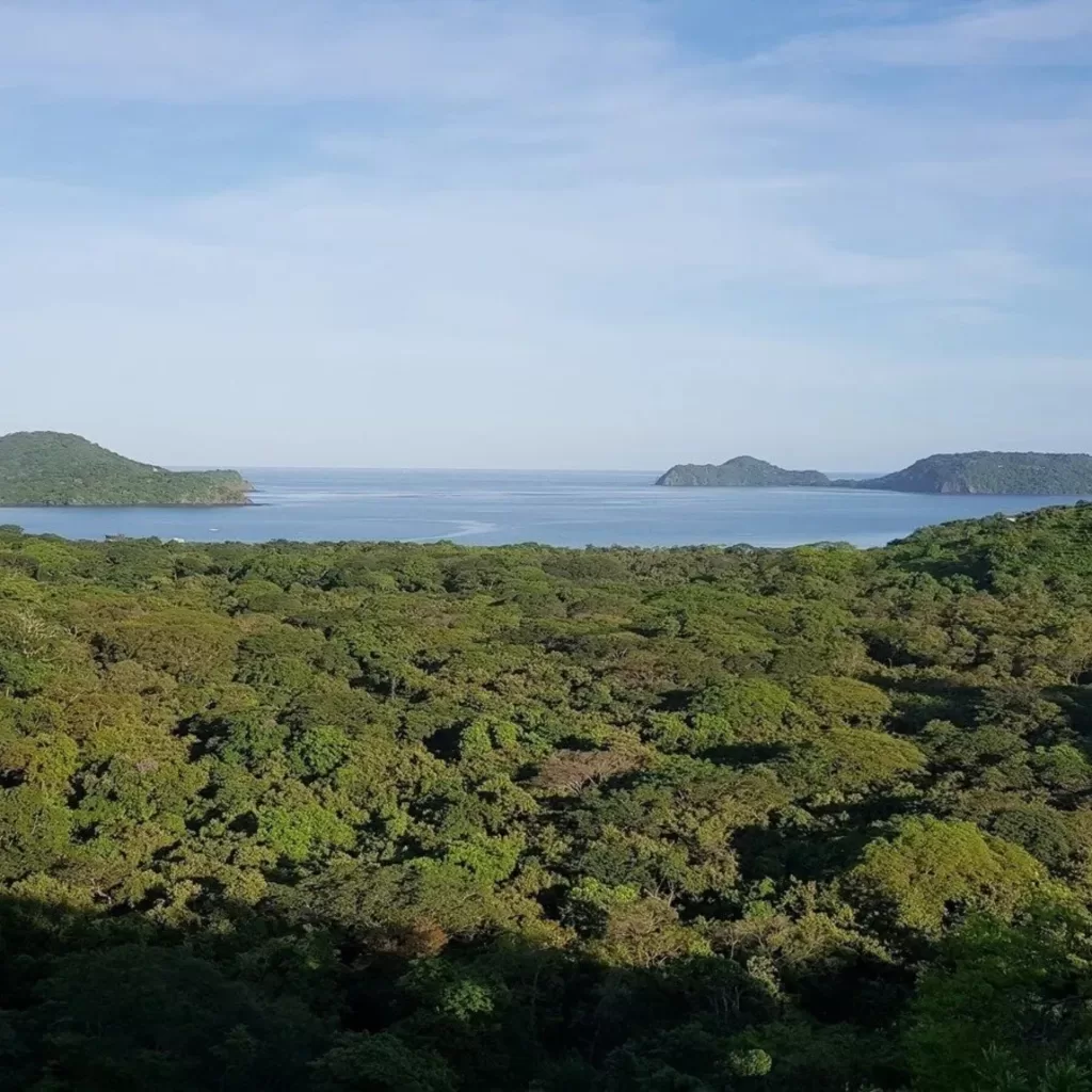 El bosque de Playa Panamá enfrenta una crisis sin precedentes: una tala autorizada, un recurso de amparo y una moratoria histórica que pone a prueba la tutela ambiental en Costa Rica.