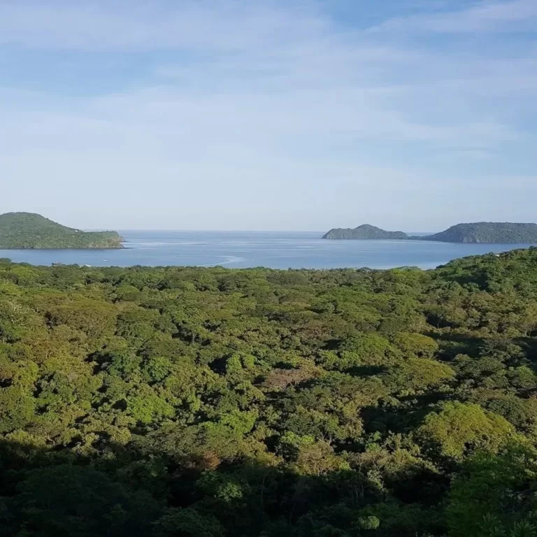 bosque de Playa Panama y la batalla legal IC