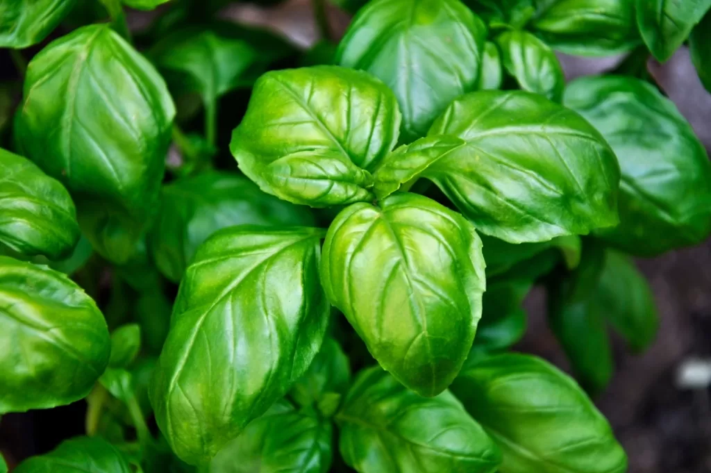 Huerto medicinal y aromático: guía para cultivar bienestar en casa