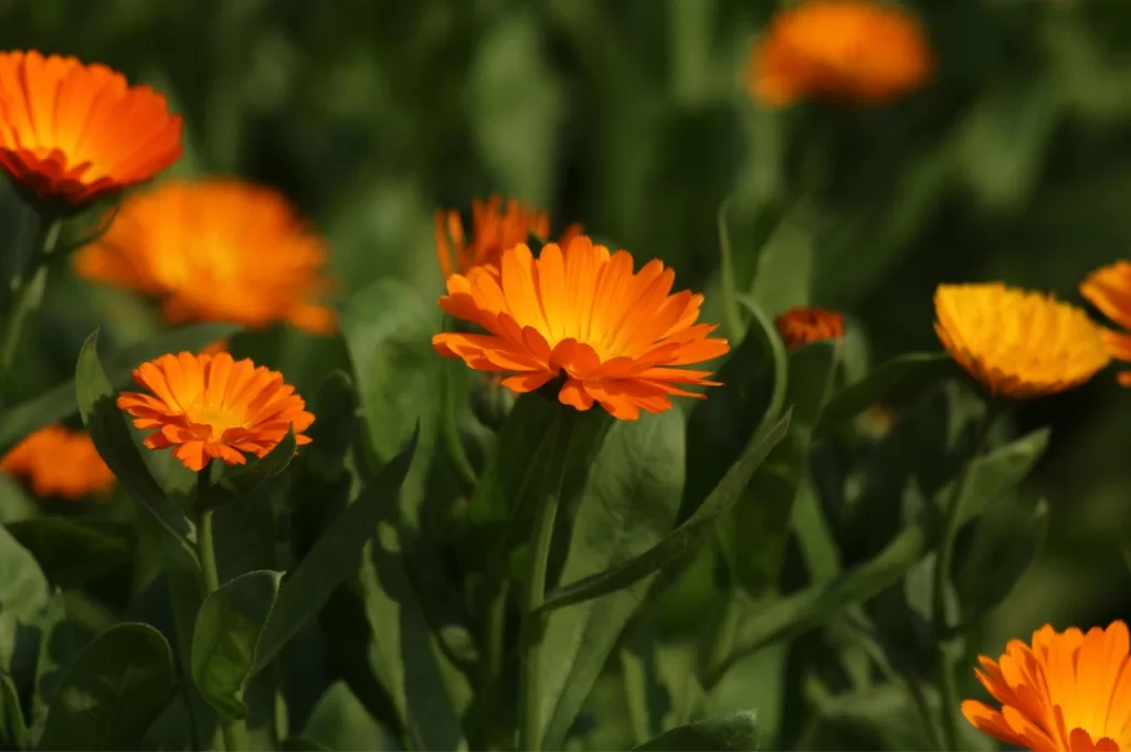 Calendula 1