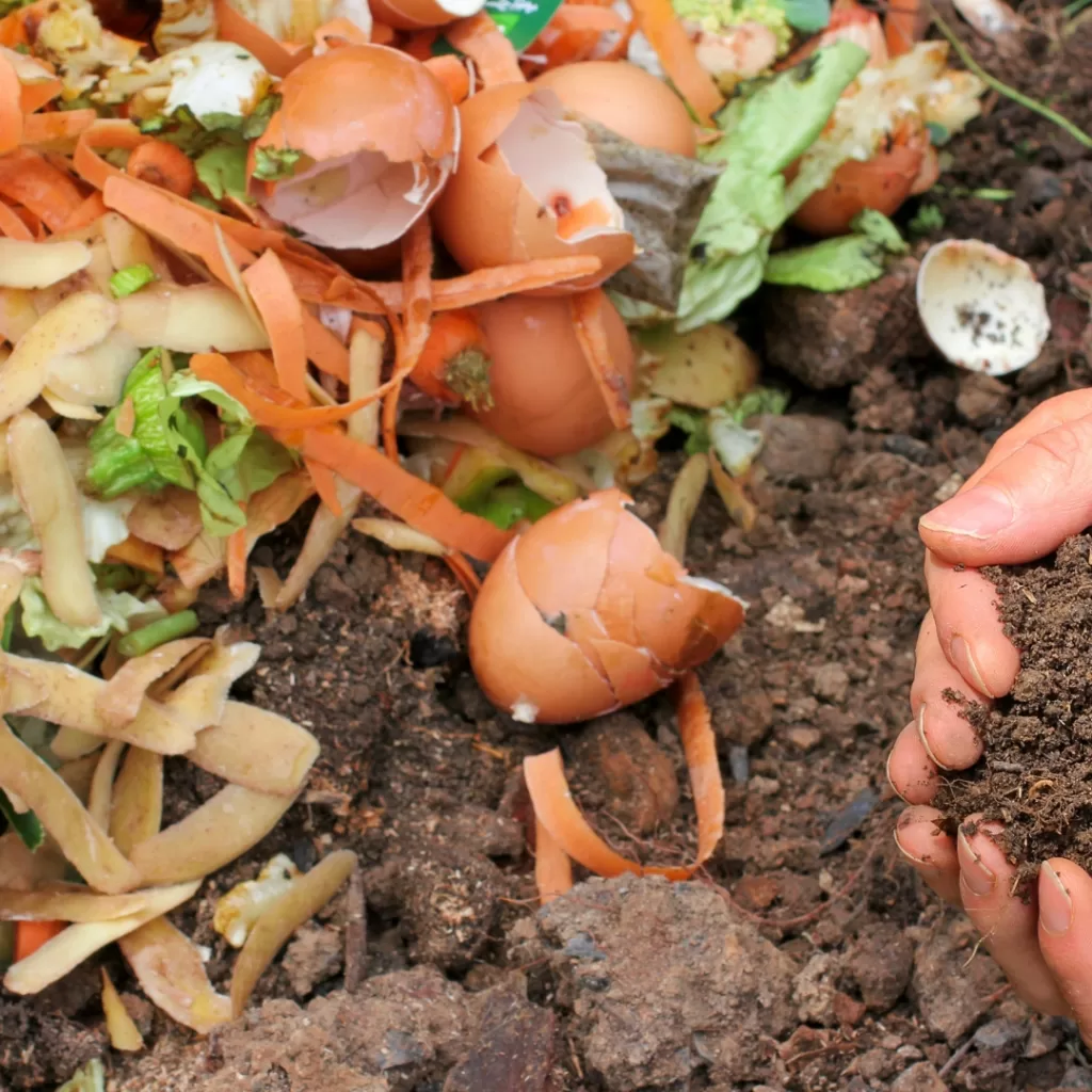 Compost 1