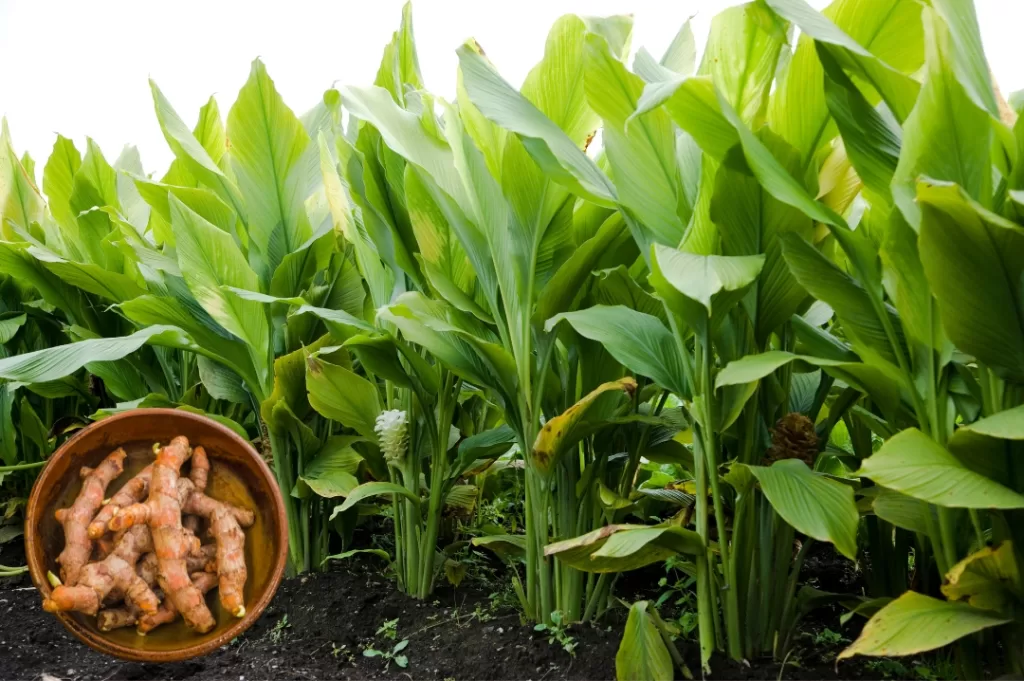 Huerto medicinal y aromático: guía para cultivar bienestar en casa