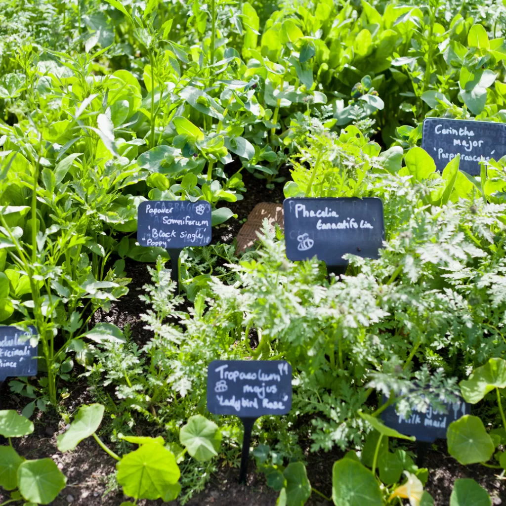 Medicinal herb garden - Medicinal and Aromatic Herb Garden: A Guide to Growing Wellness at Home
