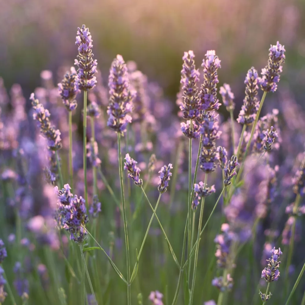 Lavanda 1