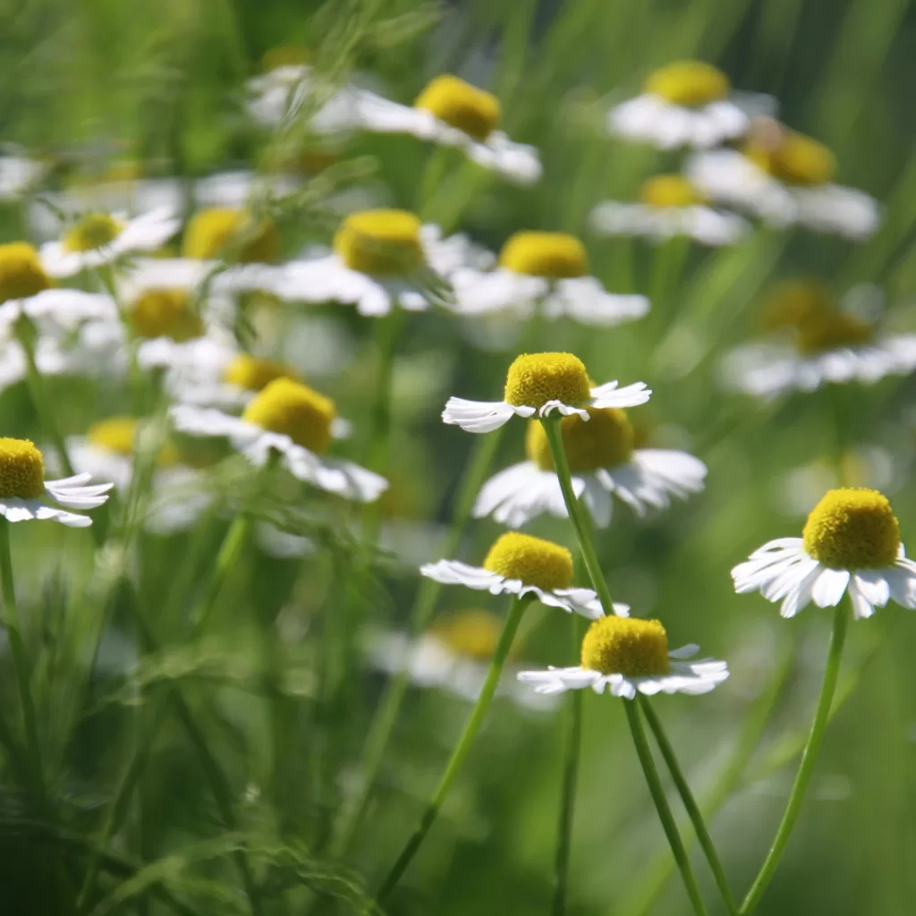 Huerto medicinal y aromático: guía para cultivar bienestar en casa