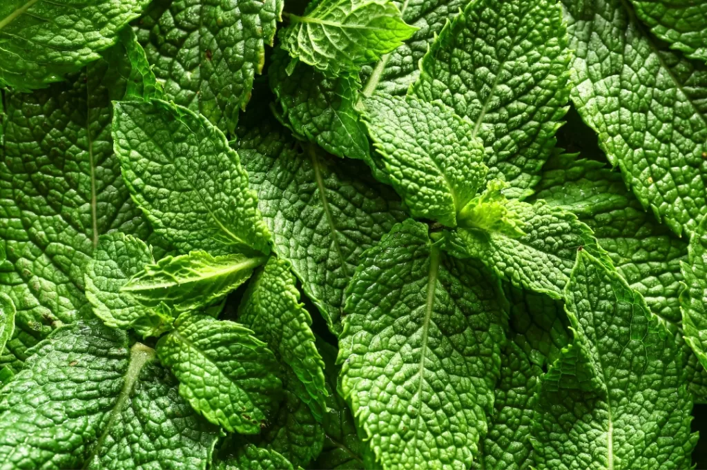 Huerto medicinal y aromático: guía para cultivar bienestar en casa