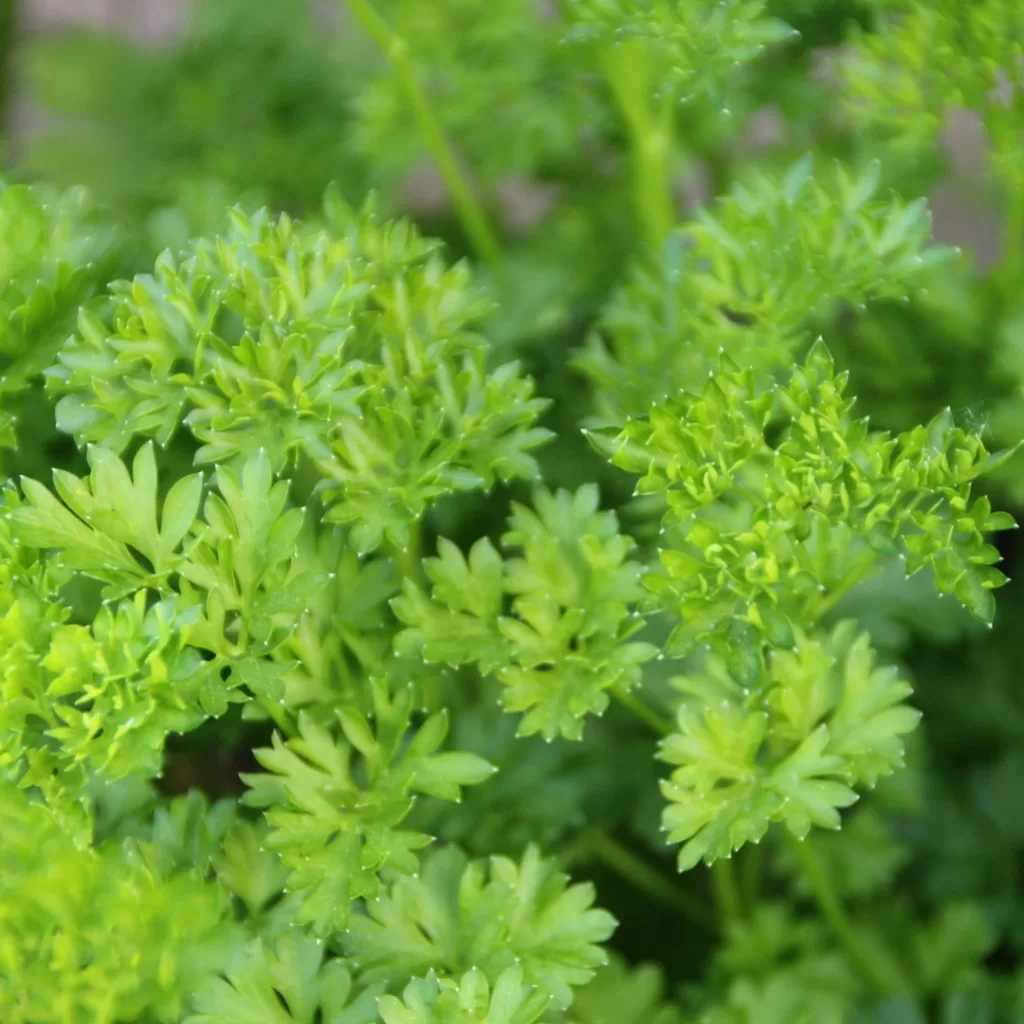 Huerto medicinal y aromático: guía para cultivar bienestar en casa