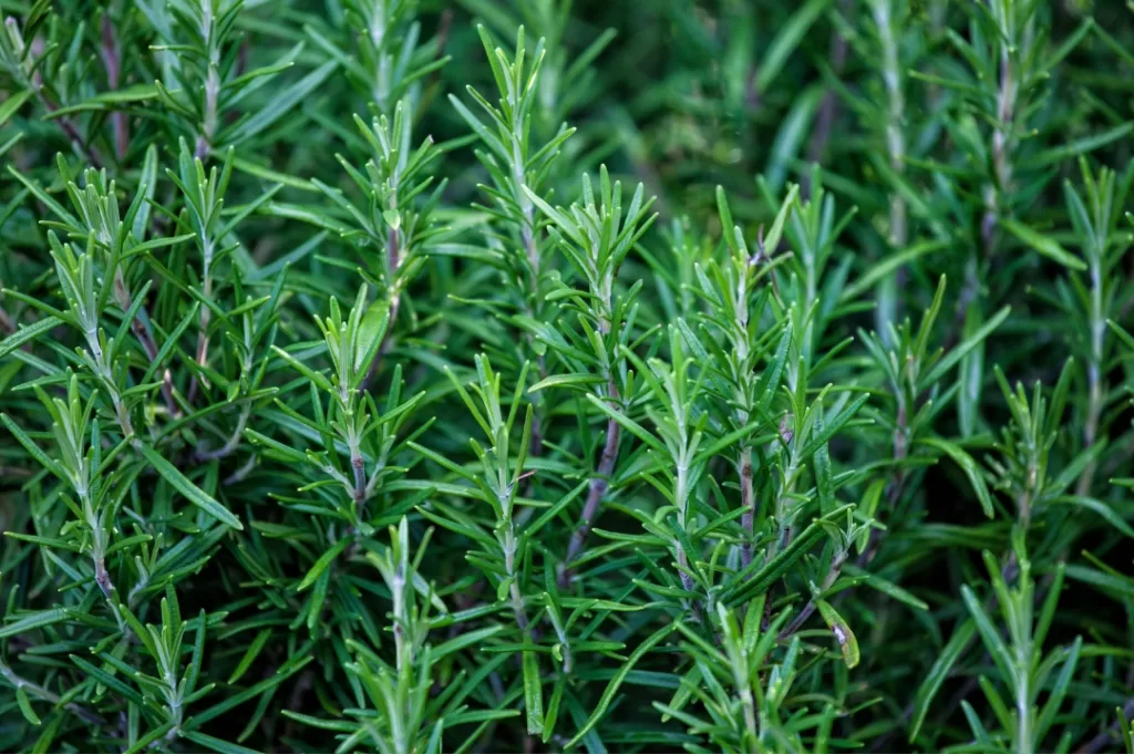 Huerto medicinal y aromático: guía para cultivar bienestar en casa