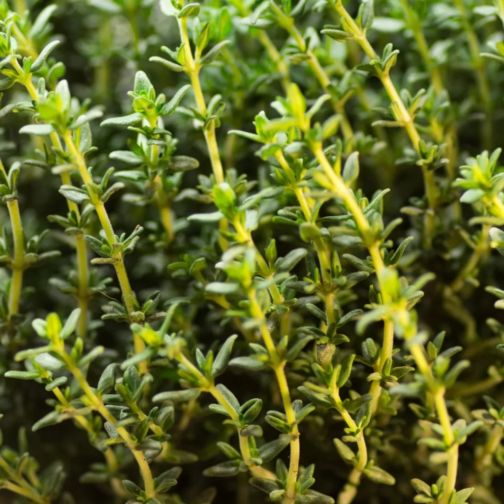 Huerto medicinal y aromático: guía para cultivar bienestar en casa