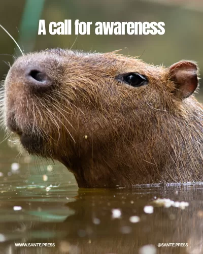 Capybara or Hydrochoerus hydrochaeris swimming freely in its natural environment.