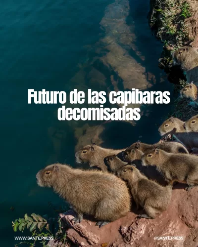 Grupo de carpinchos en la orilla de un río, cuestionando su futuro tras ser incautados.