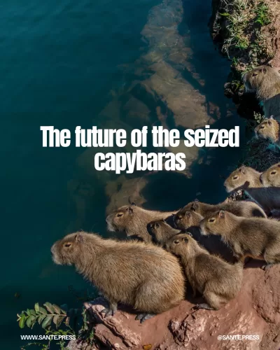 Group of capybaras by the river, reflecting on the uncertain future after being seized.