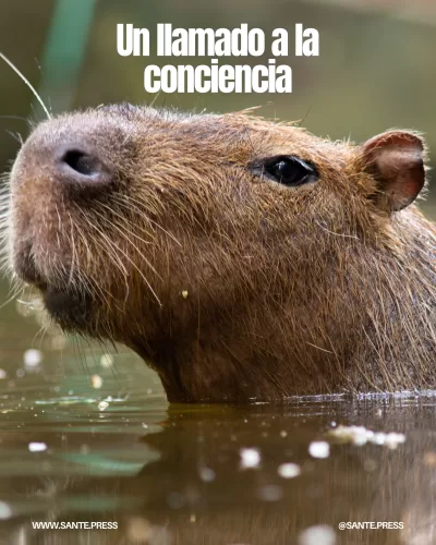 Capibara o Hydrochoerus hydrochaeris nadando libre en el medio ambiente.